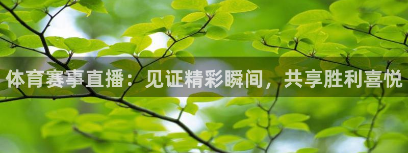 河豚看球：体育赛事直播：见证精彩瞬间，共享胜利喜悦